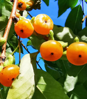 Diospyros lotus